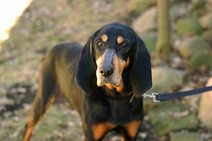 Чёрноподпалый кунхунд (Black and Tan Coonhound)