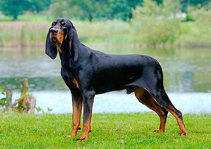 Чёрноподпалый кунхунд (Black and Tan Coonhound)