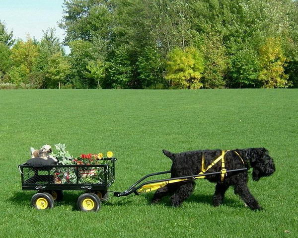 Русский чёрный терьер (Black russian terrier)