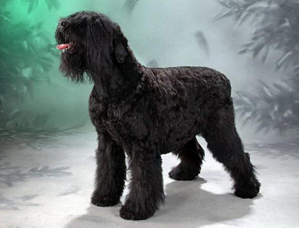 Русский чёрный терьер (Black russian terrier)