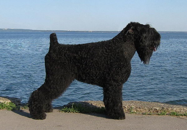 Русский чёрный терьер (Black russian terrier)