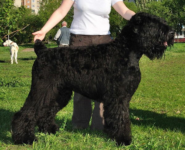 Русский чёрный терьер (Black russian terrier)