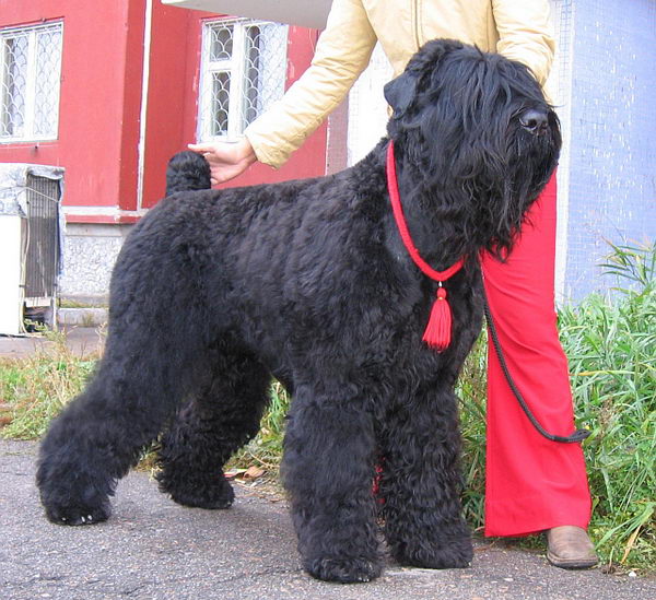 Русский чёрный терьер (Black russian terrier)