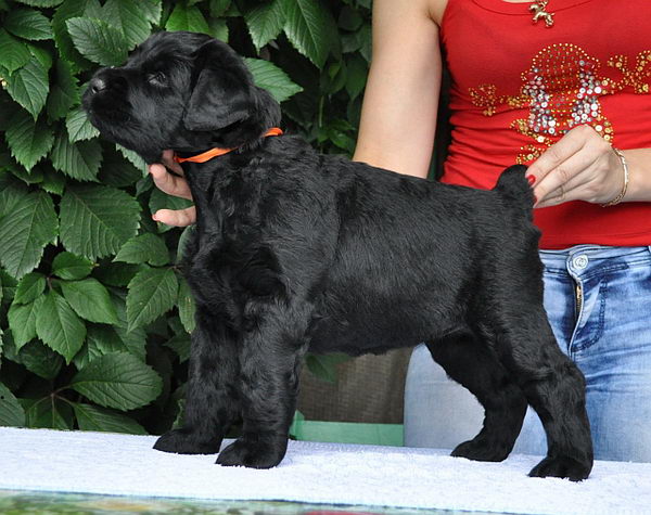 Русский чёрный терьер (Black russian terrier) - щенок