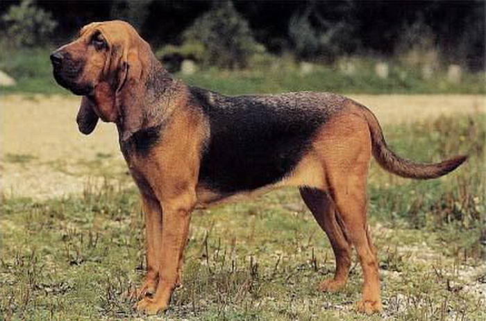 Бладхаунд (Bloodhound)