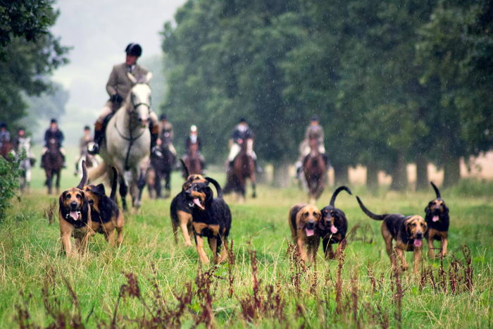 Бладхаунд (Bloodhound)