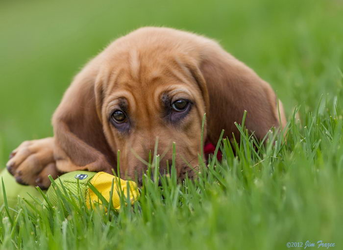 Бладхаунд (Bloodhound)