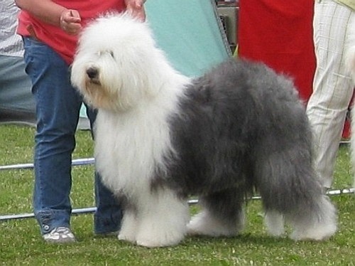 Бобтейл - Староанглийская овчарка (Bobtail - Old English Sheepdog)