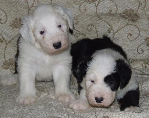 Бобтейл - Староанглийская овчарка (Bobtail - Old English Sheepdog) - щенки