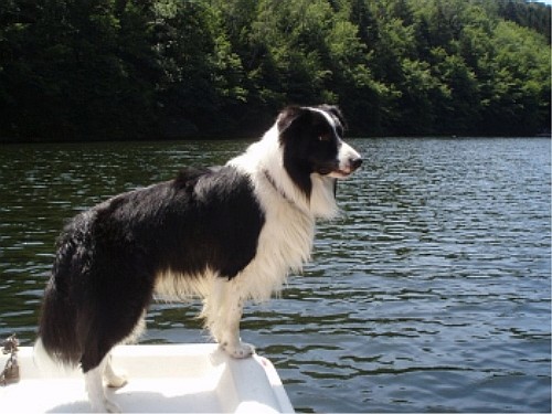 Бордер Колли (Border Collie)