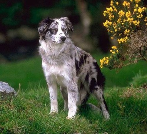 Бордер Колли (Border Collie)