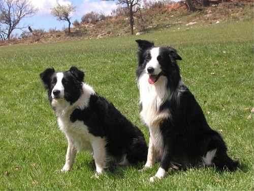 Бордер Колли (Border Collie)