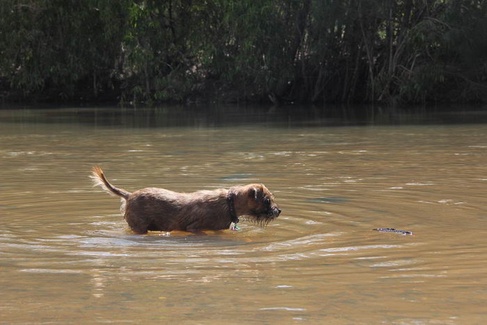 Бордер-терьер (Border Terrier)