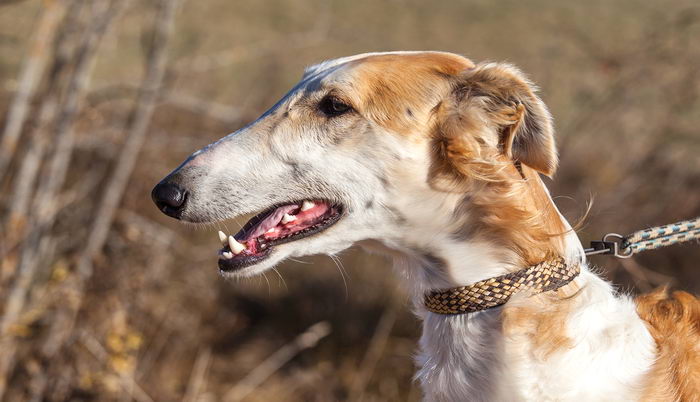 Русская псовая борзая (Russian hunting Sighthound - Borzoi)