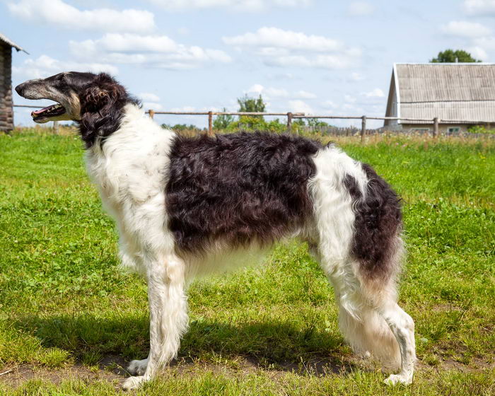 Русская псовая борзая (Russian hunting Sighthound - Borzoi)