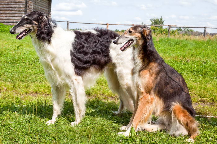 Русская псовая борзая (Russian hunting Sighthound - Borzoi)