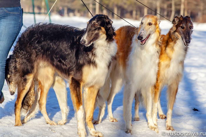 Русская псовая борзая (Russian hunting Sighthound - Borzoi)