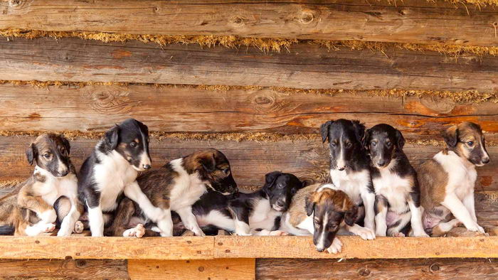 Русская псовая борзая (Russian hunting Sighthound - Borzoi)