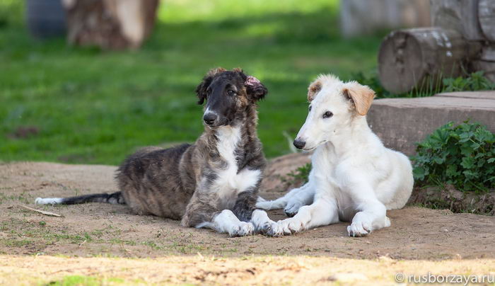 Русская псовая борзая (Russian hunting Sighthound - Borzoi)