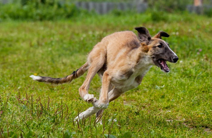 Русская псовая борзая (Russian hunting Sighthound - Borzoi)