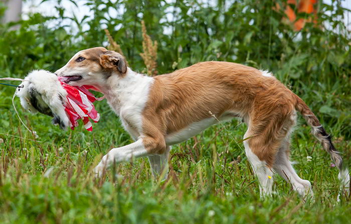 Русская псовая борзая (Russian hunting Sighthound - Borzoi)