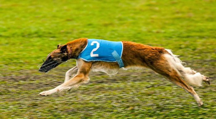 Русская псовая борзая (Russian hunting Sighthound - Borzoi)