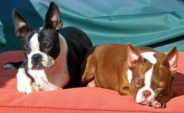 Бостон терьер (Boston Terrier)