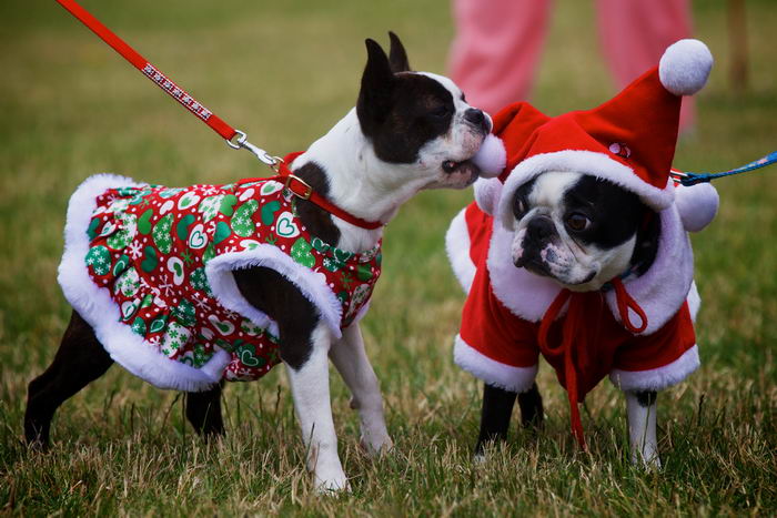 Бостон терьер (Boston Terrier)