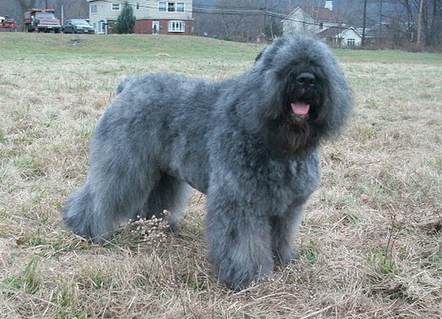 Порода собак Фландрский Бувье - Bouvier des FIandres - фламандская овчарка