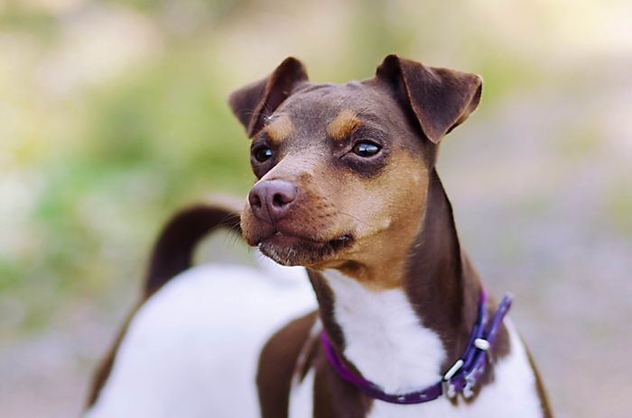 Бразильский терьер (Brazilian Terrier)