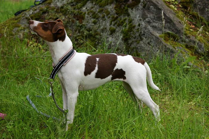 Бразильский терьер (Brazilian Terrier)