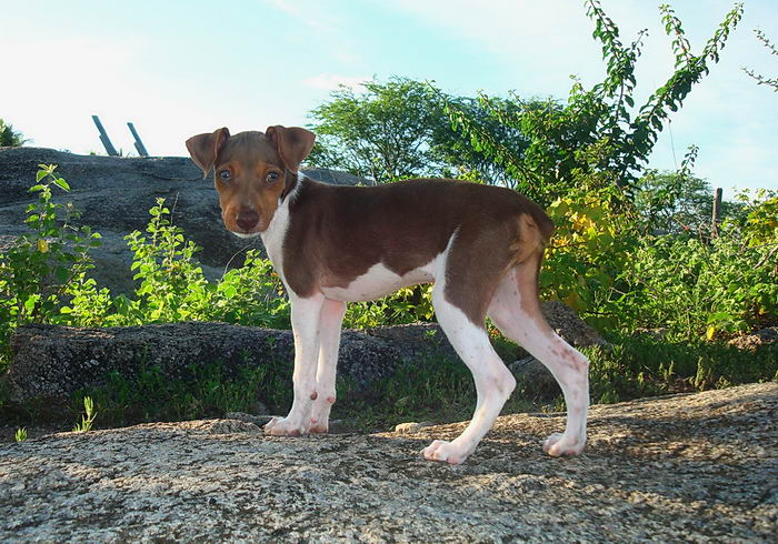 Бразильский терьер (Brazilian Terrier)