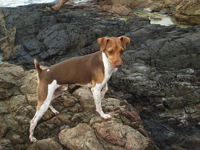 Бразильский терьер (Brazilian Terrier)