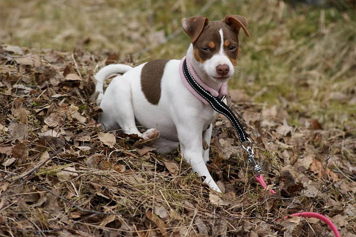 Бразильский терьер (Brazilian Terrier)