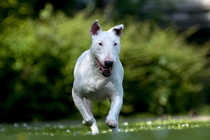 Бультерьер (Bull Terrier)