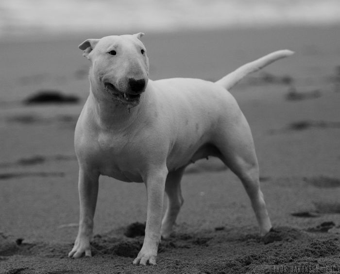 Бультерьер (Bull Terrier)