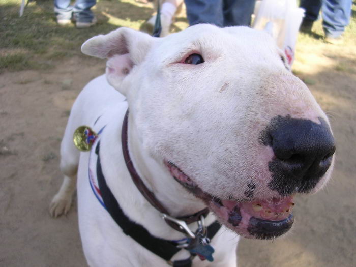 Бультерьер (Bull Terrier)