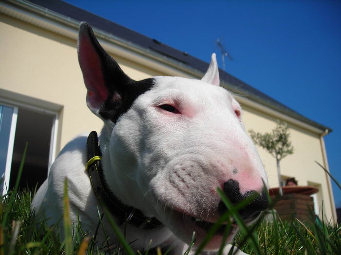 Бультерьер (Bull Terrier)