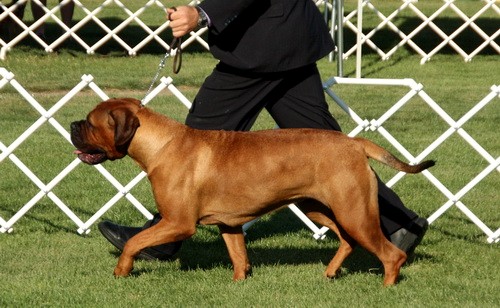 Порода собак - Бульмастиф (Bullmastiff) - на выставке