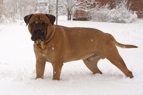 Порода собак - Бульмастиф (Bullmastiff)