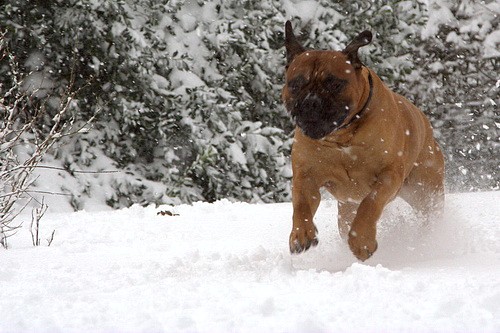 Порода собак - Бульмастиф (Bullmastiff)