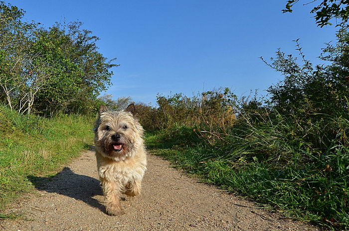 Керн-терьер (Cairn Terrier)