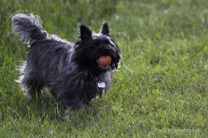 Керн-терьер (Cairn Terrier)