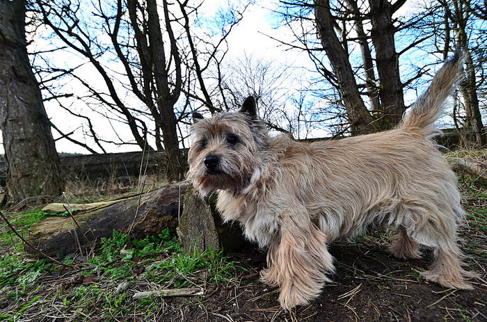 Керн-терьер (Cairn Terrier)