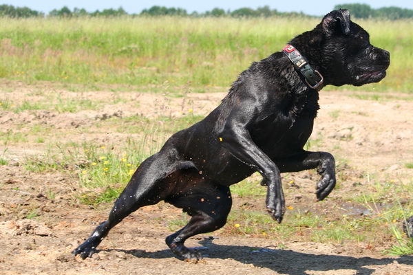 Кане корсо итальяно (Cane Corso)