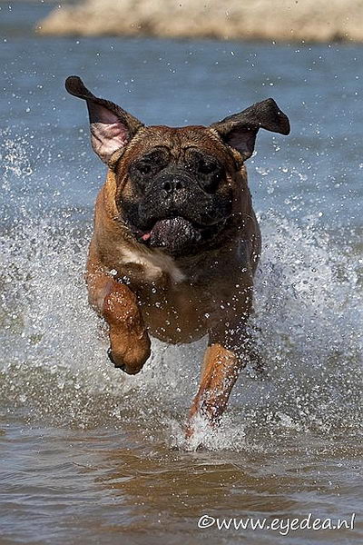 Кане корсо итальяно (Cane Corso)