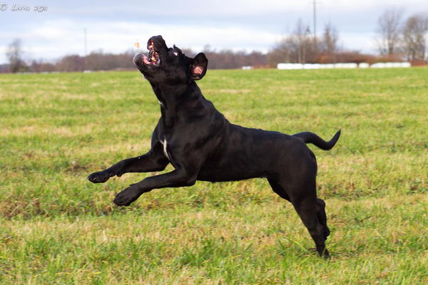 Кане корсо итальяно (Cane Corso)