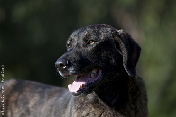 Као де Кастро Лаборейро (Castro Laboreiro Dog)