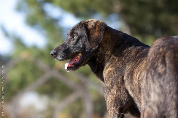 Као де Кастро Лаборейро (Castro Laboreiro Dog)