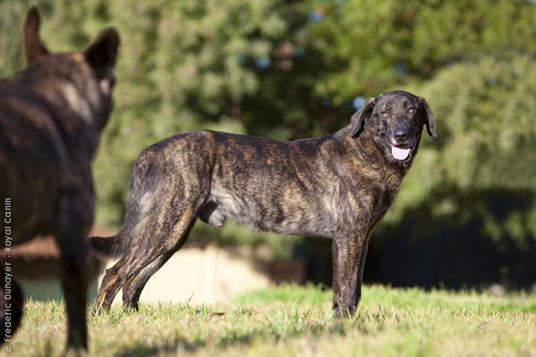 Као де Кастро Лаборейро (Castro Laboreiro Dog)